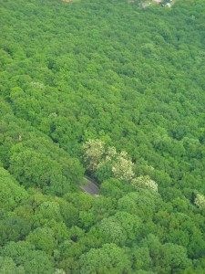 MONTE AVALA: il bosco visto dalla Torre dell’Avala (Marija Petrović)